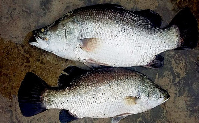 প্রধানমন্ত্রীর নাম করে পুলিশের কেনা মাছ নিলেন মেয়র