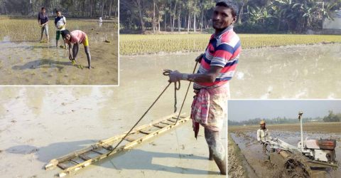 সিরাজগঞ্জে বোরো আবাদে শ্রমিক সংকট, ধানের দামে হতাশ কৃষক