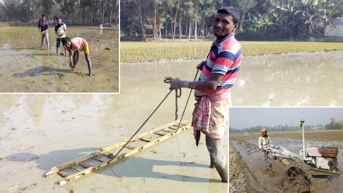 সিরাজগঞ্জে বোরো আবাদে শ্রমিক সংকট, ধানের দামে হতাশ কৃষক