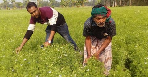 কালোজিরা যেখানে কালো সোনা