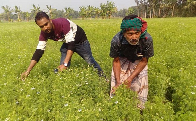 কালোজিরা যেখানে কালো সোনা