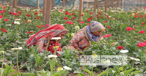 তিন দিবস ঘিরে ফুলের রাজ্য গদখালীতে চাষিদের ব্যস্ততা