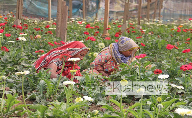 তিন দিবস ঘিরে ফুলের রাজ্য গদখালীতে চাষিদের ব্যস্ততা