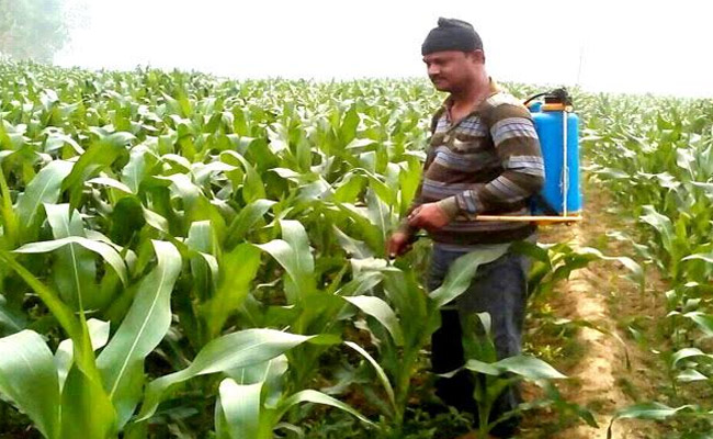 গোবিন্দগঞ্জে ভূট্টার বাম্পার ফলন; আশাবাদী কৃষক