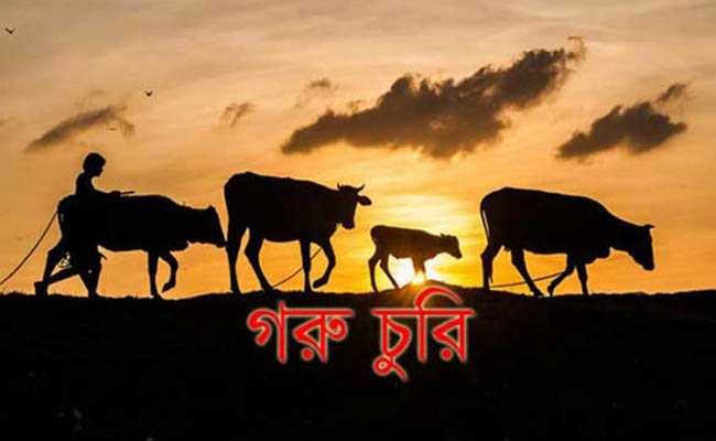 বাঘারপাড়ায় একের পর এক গরু চুরি, বাদ যাচ্ছে না দোকানঘর