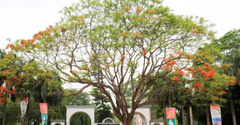 কৃষ্ণচূড়ায় সেজেছে ইবি ক্যাম্পাস