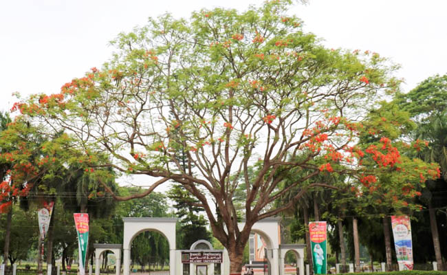 কৃষ্ণচূড়ায় সেজেছে ইবি ক্যাম্পাস