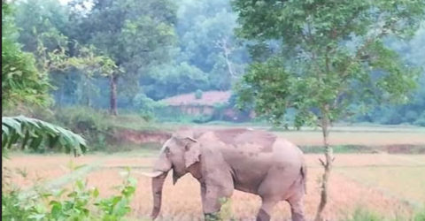 খাদ্য সন্ধানে লোহাগাড়ায় লোকালয়ে বন্যহাতি