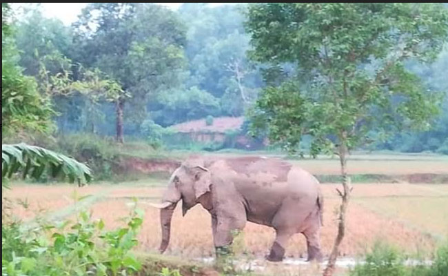 খাদ্য সন্ধানে লোহাগাড়ায় লোকালয়ে বন্যহাতি