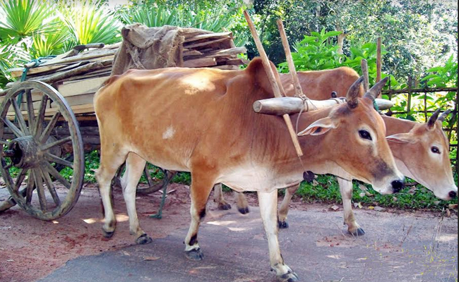 পাহাড়ের মেঠোপথে গরুর গাড়ি এখন দুর্লভ