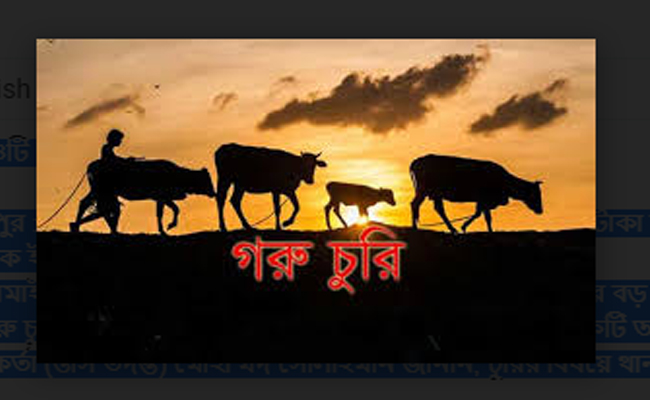 কমলনগরে কৃষক ইসমাঈলের ৪টি গরু চুরি