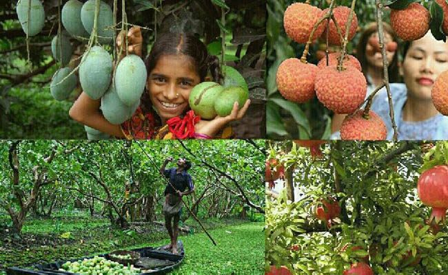 ফল উৎপাদনে বিশ্বে বাংলাদেশ ২৮ তম