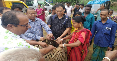 ঠাকুরগাঁওয়ের পীরগঞ্জে উপকার ভোগীদের মাঝে হাঁস বিতরণ