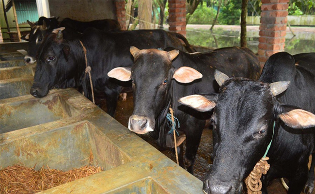 কুরবানিতে যশোরে গরু ছাগলের চাহিদা ৬০ হাজার, প্রস্তুত খামারিরা