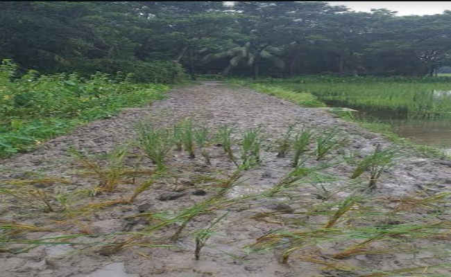 লক্ষ্মীপুরের চন্দ্রগঞ্জে রাস্তায় ধান রোপন