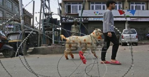 কাশ্মীরে ঈদ: নেই পশু বেচাকেনা, হয়নি কোরবানি