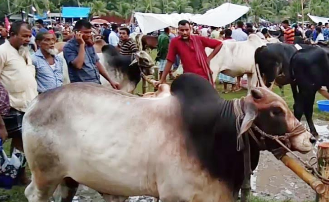 রামপালে শেষ মূহুর্তে জমে উঠেছে কোরবানীর পশুর হাট