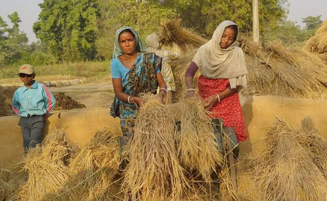 কৃষকের কাছ থেকে সরাসরি কেন ধান ক্রয় নয়: হাইকোর্ট